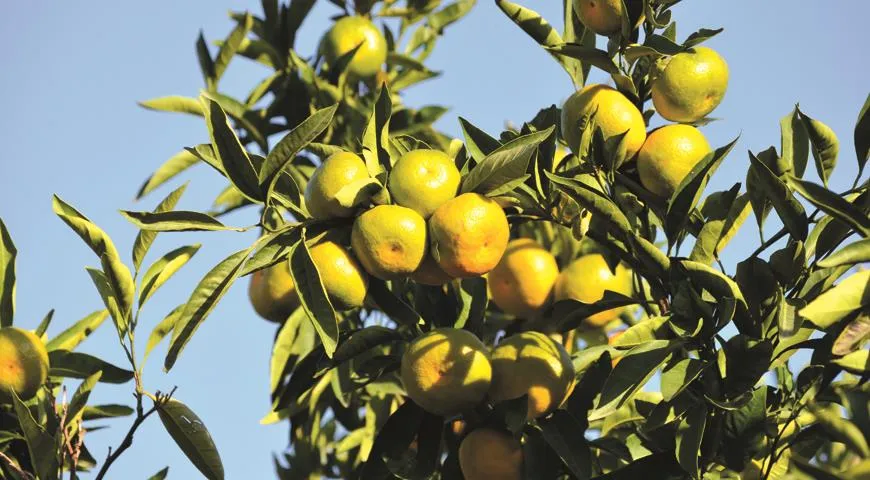 Медленный город мандаринов — Сеферихисар