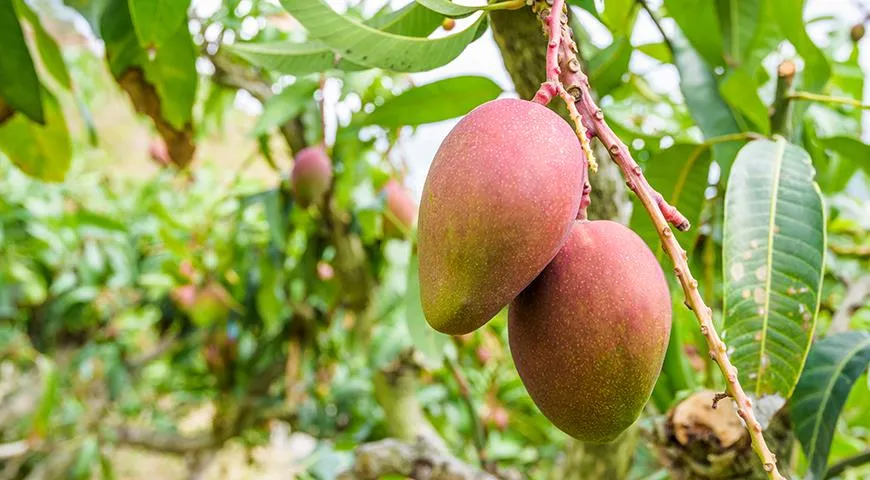 Плоды манго богаты клетчаткой, поддерживающей работу ЖКТ