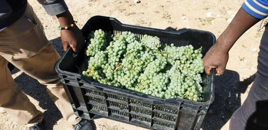 Сбор винограда в Намибии