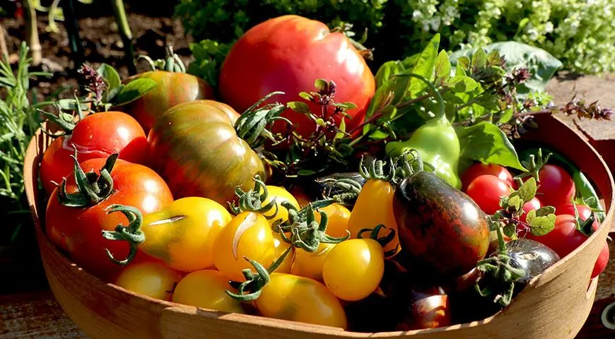Летом ешьте как можно больше грунтовых овощей