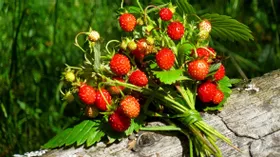 Эта ягода замедляет старение: ешьте ее в июне каждый день