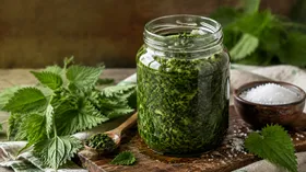 Квашеная крапива