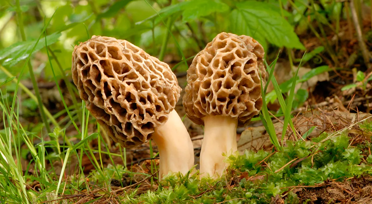 Где искать сморчки и строчки и как их готовить