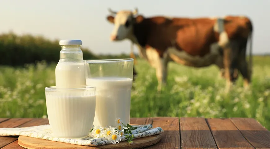 Высший сорт цельного молока — это продукт от здоровых коров без кормовых добавок, с запахом чистого молока, без посторонних привкусов, кислотность не выше 16 °Т.