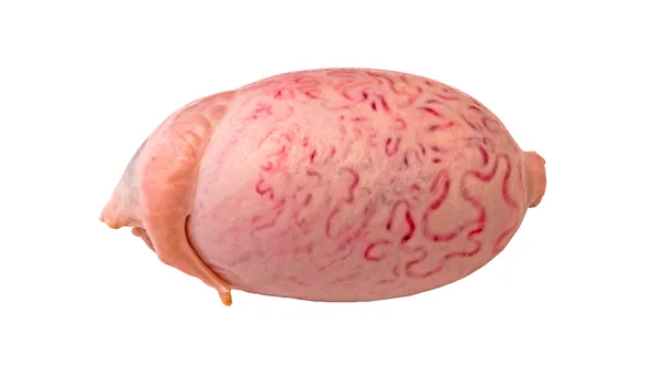 Бычьи яйца
