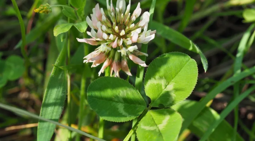 Клевер ползучий, цветок и листья