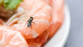 Еда и насекомые: когда еще можно есть, а когда уже опасно