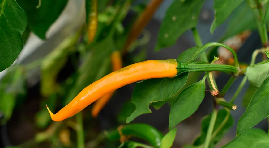 Золотой кайенский перец (Cayenne Golden) 