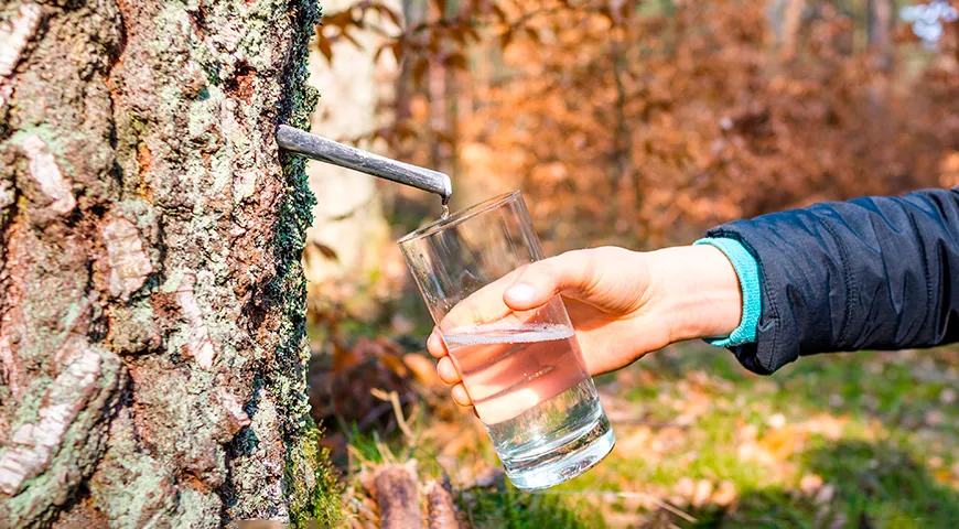 Березовый сок собирают ранней весной, в конце марта. Для этого в стволе делают небольшой прокол — уже через 10 секунд в этом месте должна появиться первая капля сока