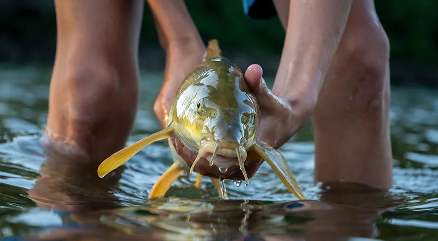 Ареал обитания усача в мире охватывает реки бассейнов Северного, Балтийского, Черного и Каспийского морей