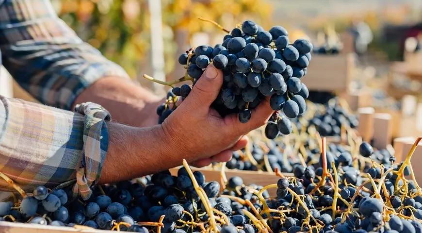 Качественная гроздь спелого черного винограда должна быть плотной и аккуратной