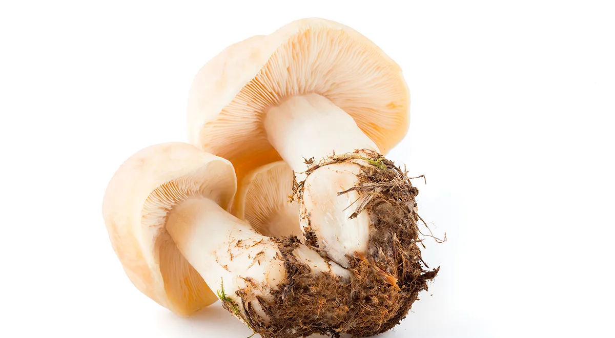 Майский гриб