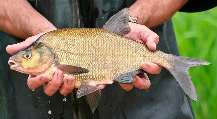 Средняя длина леща — 30-45 см, вес — 0,8-1,5 кг