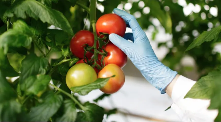 Исследования влияния водных растворов на выращивание помидоров