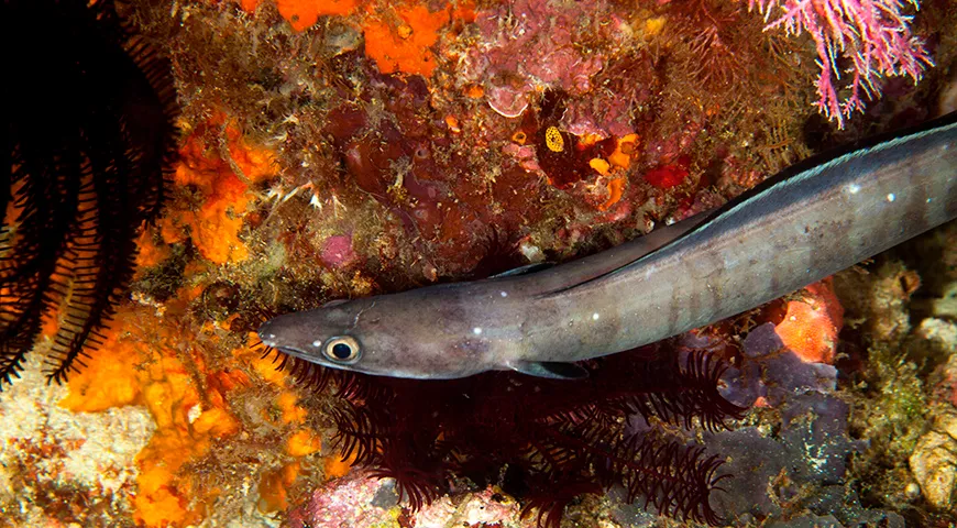 Основные выловы конгрио приходятся на весенне-летний период Южного полушария (с октября по март)