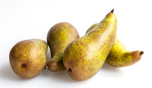 Груша Конференция