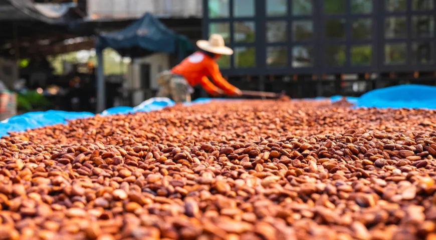 Сушка бобов какао на открытом воздухе, Латинская Америка