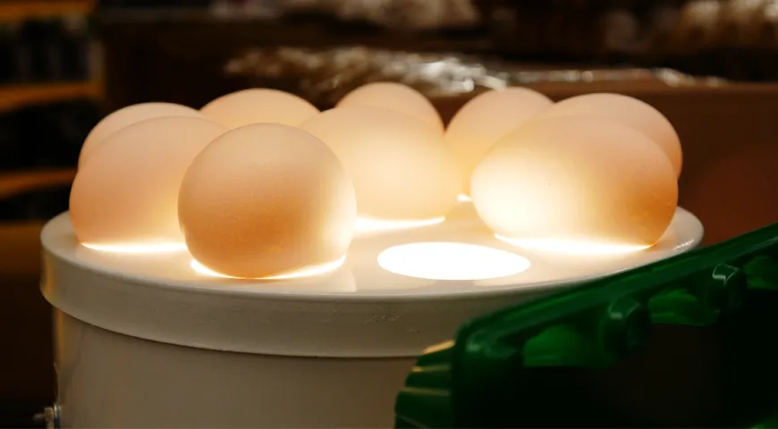 Овоскоп — очень полезный прибор. Он помогает определить свежесть яйца, подсвечивая дефекты скорлупы и другие факторы «несвежести»