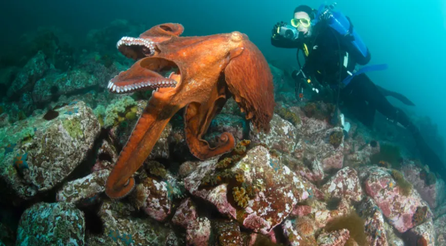 Осьминог Дофлейна, гигантский тихоокеанский осьминог