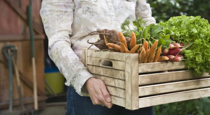 Как перестать покупать и выбрасывать лишние продукты и начать экономить