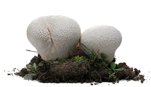 Гриб дождевик