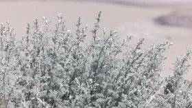 Полынь атакует: стало известно, когда спадет рекордное облако пыльцы в регионах России