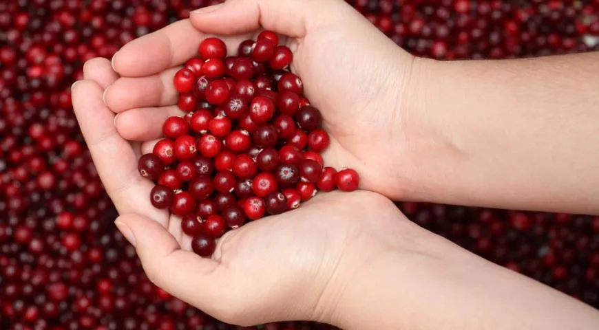 9 причин есть клюкву, чтобы ничем не болеть