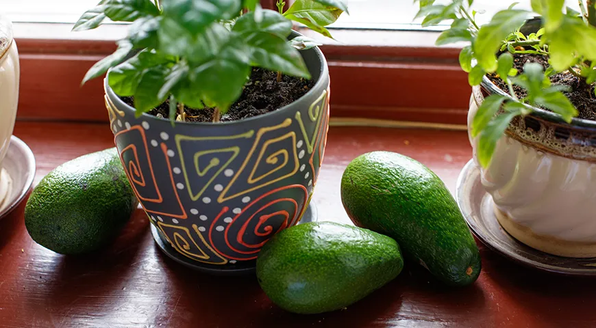Самый простой способ — положить авокадо на тёплый подоконник и оставить на несколько дней