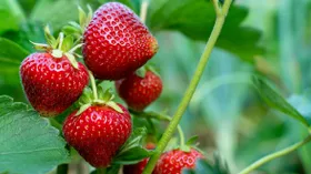 Когда подешевеет клубника: эксперт сказал, что россиян ждет спад цен на 20%