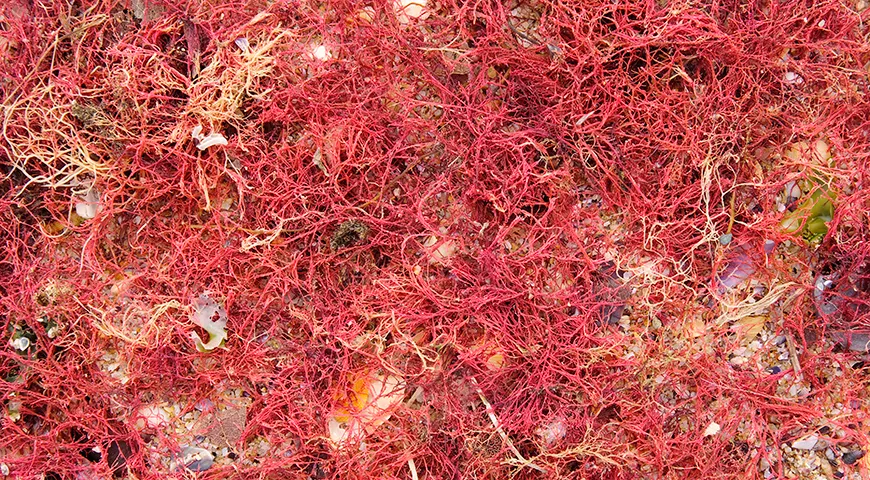 Филлофора представляет собой ценный функциональный продукт, рекомендованный для разнообразных диет, включая вегетарианское и гипокалорийное питание