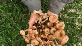 Диетолог рассказала, кому нельзя есть грибы