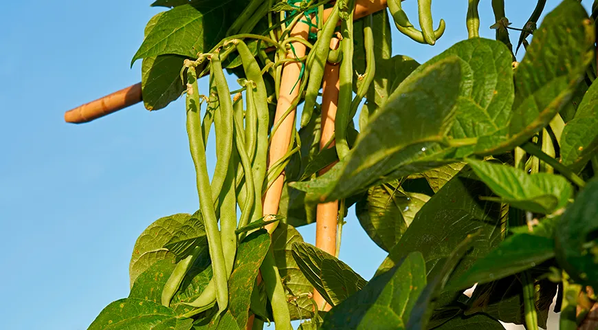 Главная отличительная черта фасоли — удлиненные стручки, внутри которых созревают округлые или чуть вытянутые зерна