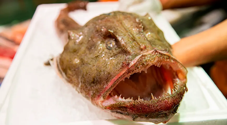 Европейский удильщик из Баренцева и Черного морей — один из самых крупных представителей рода