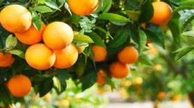 Побили рекорд: в России за год апельсины подорожали на 71 процент