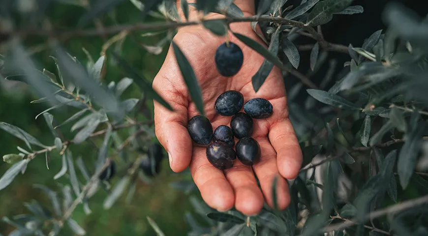 Черные оливки в природе почти никогда не бывают черными: чаще это сложные темные оттенки — от фиолетовых до каштановых
