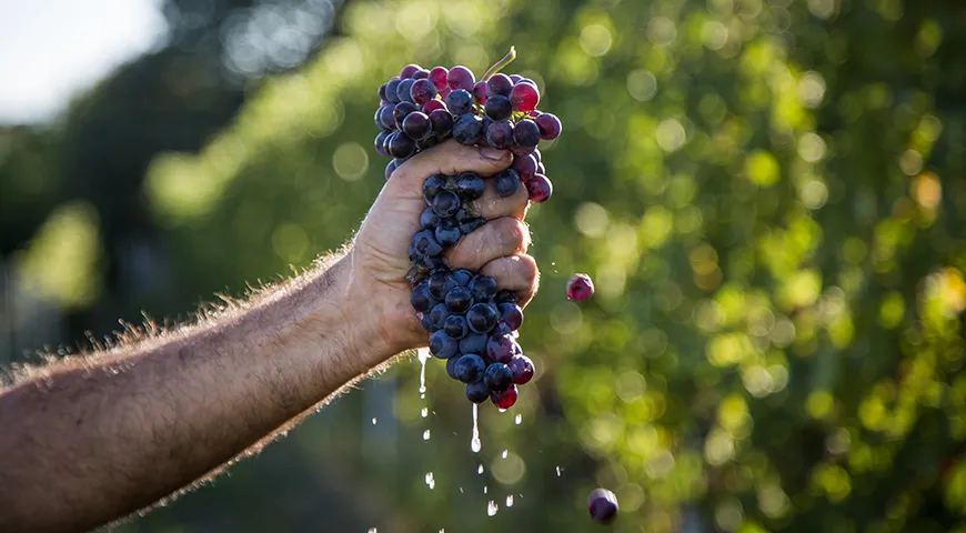 Для чачи идеально подходят сладкие технические сорта с высоким содержанием сахара 