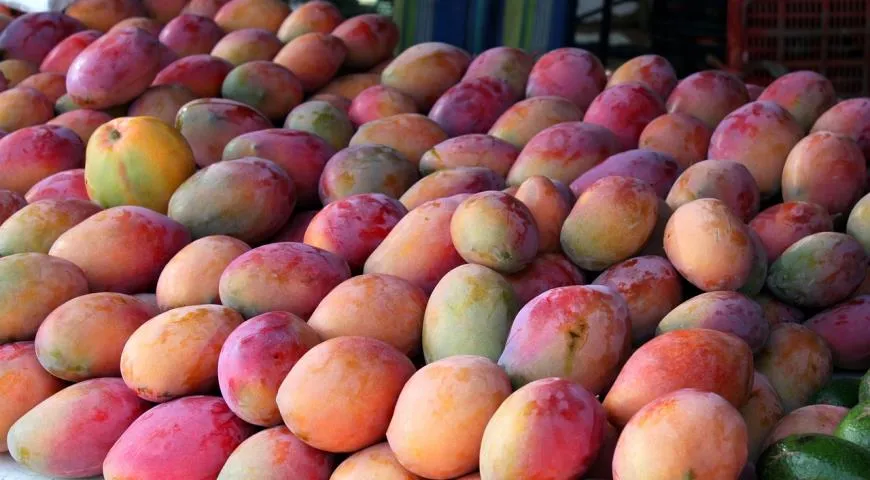 Где растёт самый вкусный тропический манго?