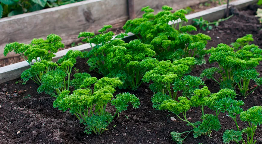 Пик нежности и насыщенности вкуса кудрявой петрушки приходится на период до выброса цветочной стрелки — обычно это июнь и июль