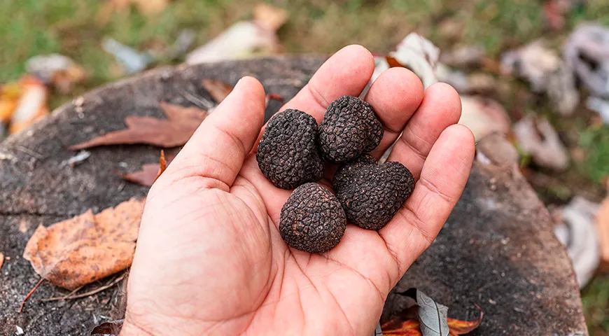 Зимний трюфель в основном употребляют в сыром виде в салатах и закусках