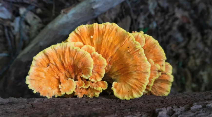 Древесный гриб «лесной цыплёнок»