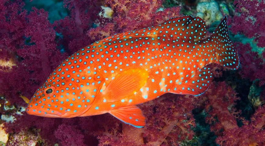 Красный групер — один из самых популярных в Северной Америке