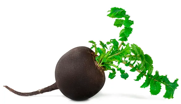 Черная редька