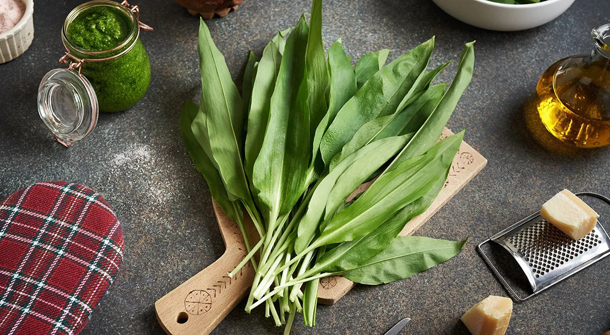 Черемша: что это за зелень, какой у нее вкус и что из нее приготовить весной