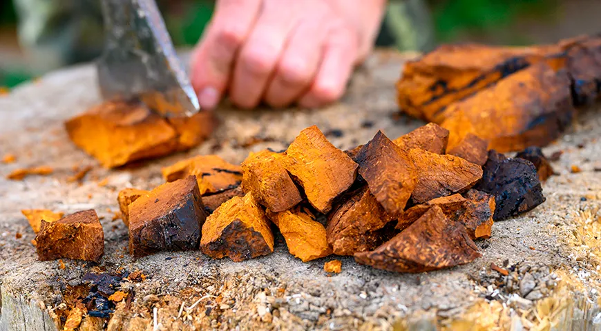 У качественного гриба чага поверхность темная, а внутри — желто-рыжий, иногда кирпичный оттенок