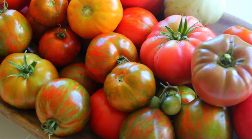 Сезонные томаты – кладезь витаминов