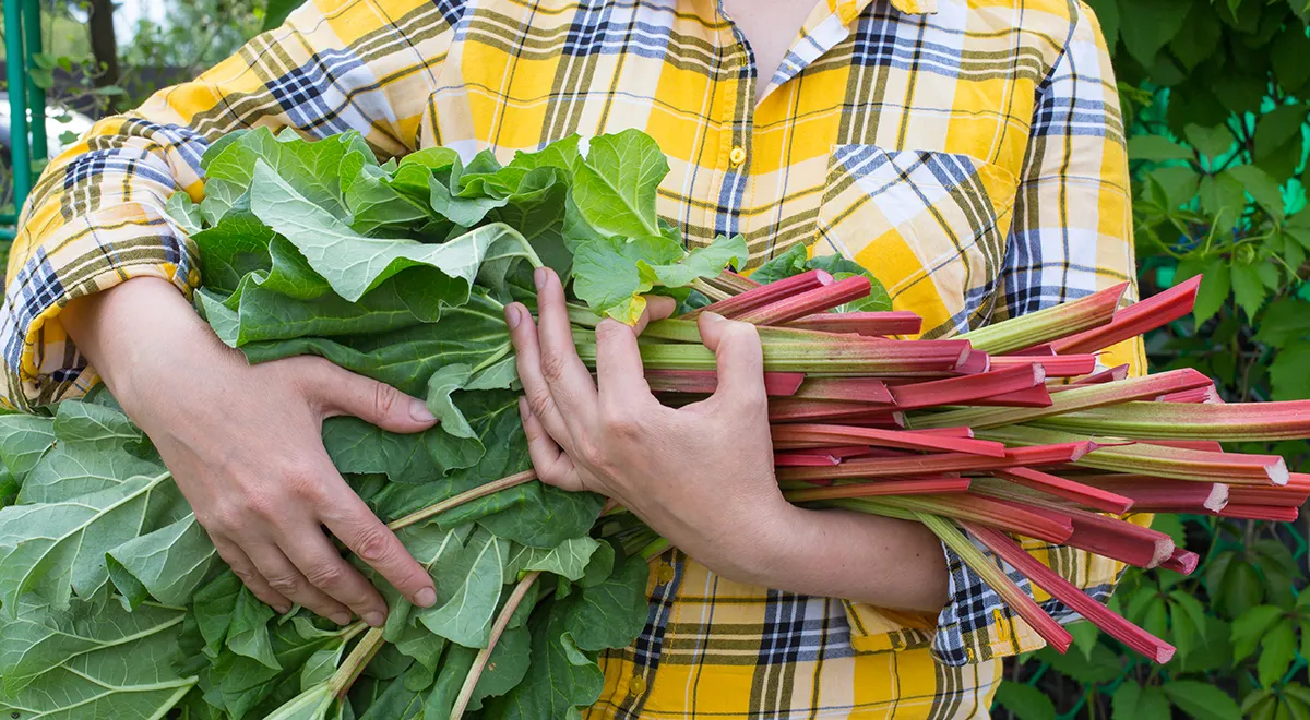 4 проверенных рецепта из ревеня: очень вкусно и полезно - Гастроном