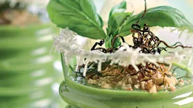 Рецепты с молочной продукцией, орехами и луком пореем
