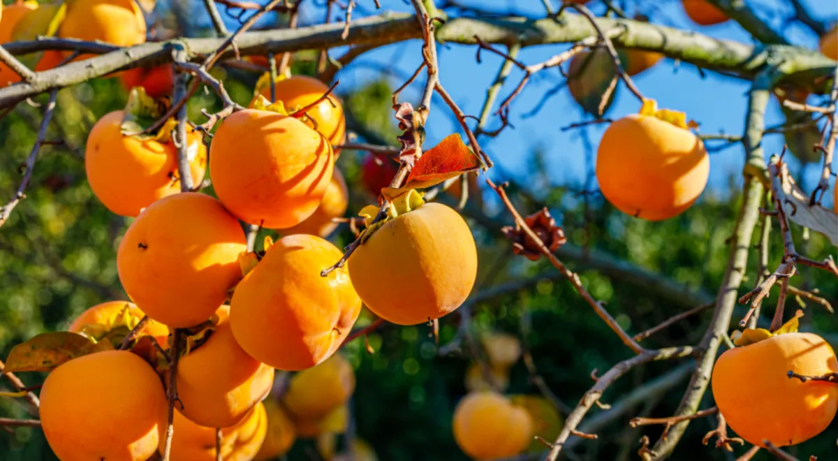 Дерево хурмы восточной со спелыми плодами в осеннем саду