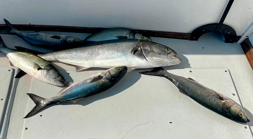 Основной промысел луфаря в Черном и Средиземном морях приходится на конец лета и осень, когда рыба наиболее жирная и сочна
