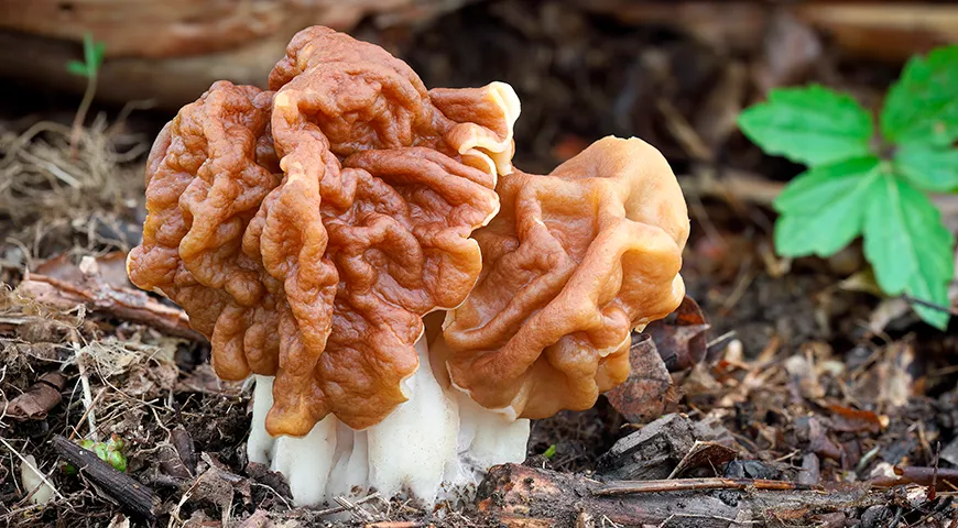 Строчок гигантский крупнее сородичей, его шляпка светлее, иногда достигает 20–25 см в диаметре